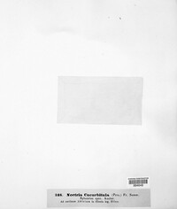 Corinectria fuckeliana image